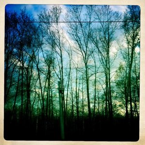 Des bouleaux sur des milliers de kilom&egrave;tres entre Samara et Irkoutsk &copy; photo Collectif ZOU